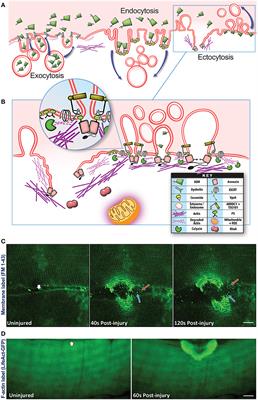 Contribution of Extracellular Vesicles in Rebuilding Injured Muscles